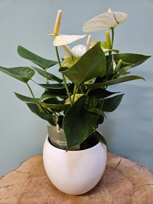 White Anthurium Plant