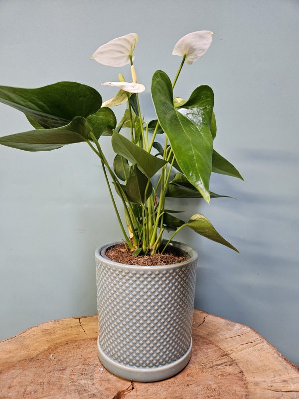 White Anthurium Plant