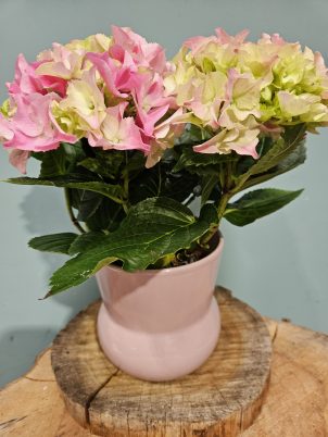 Pretty in Pink Hydrangea Plant