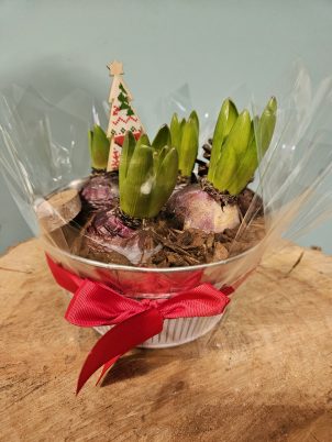 The Christmas Hyacinth Planter