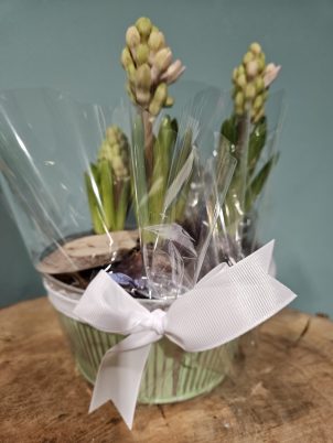 New Year Hope Hyacinth Planter