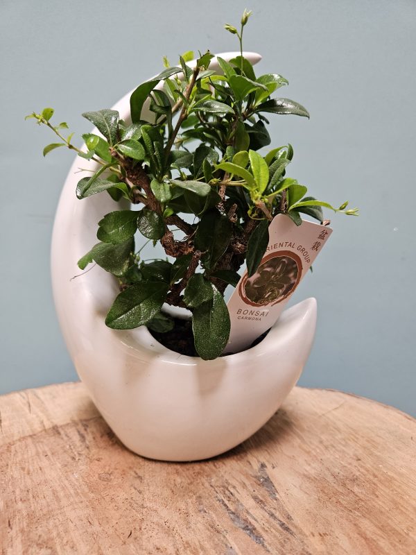 Love You to the Moon Bonsai Plant