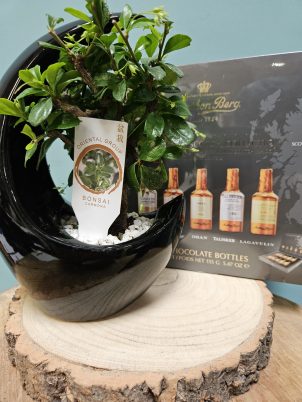 The Bonsai Gift Set