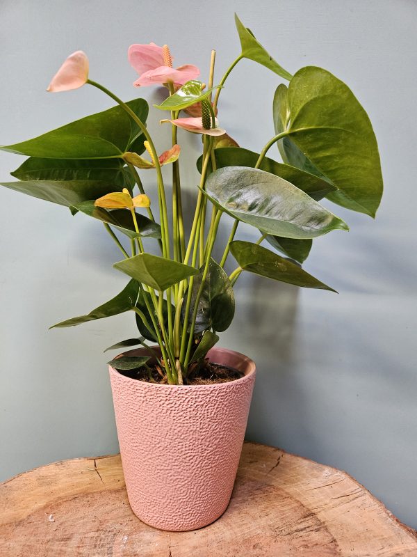 Pink Anthurium Plant