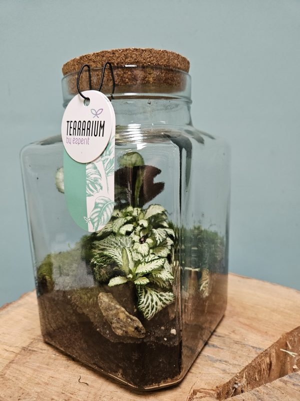 Elegant Glass Terrarium