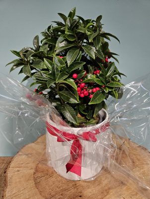 Valentine Red Berries Plant