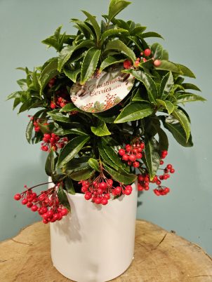 Christmas Berries Plant