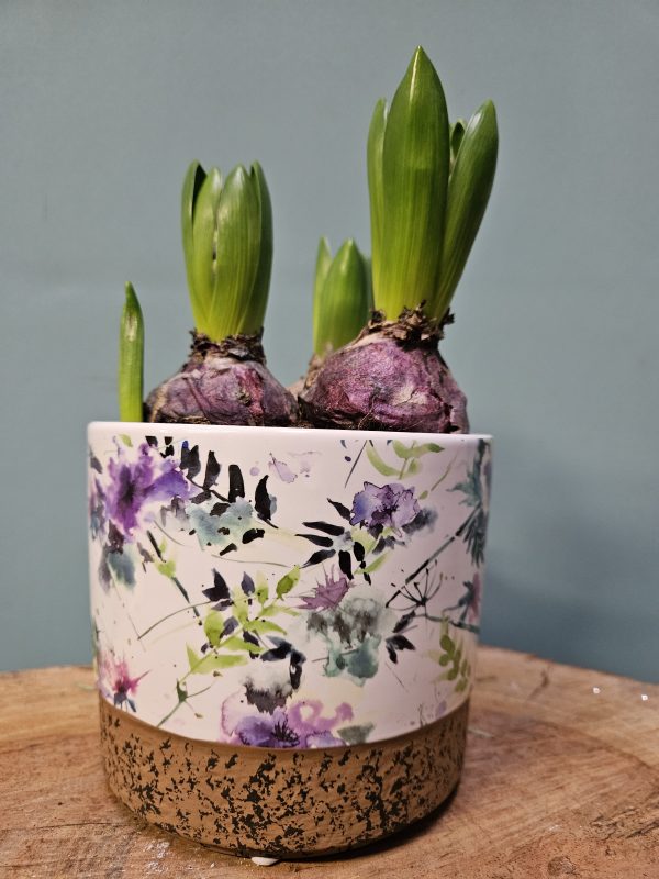 Hyacinth Bowl