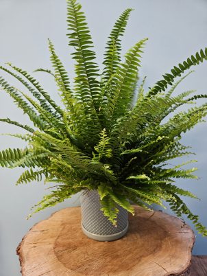 Fabulous Fern Plant