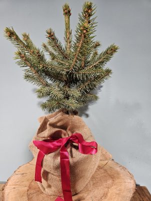 Table Top Christmas Tree