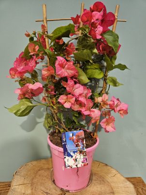 Beautiful Bougainvillea