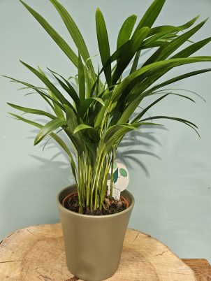 Luscious Green Houseplant