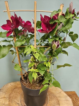 Gorgeous Clematis Plant