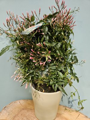 Jasmine Plant, The Scented Beauty