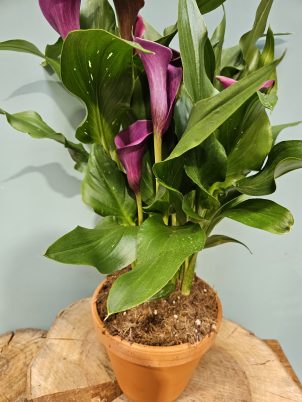 Classy Calla Lily Plant