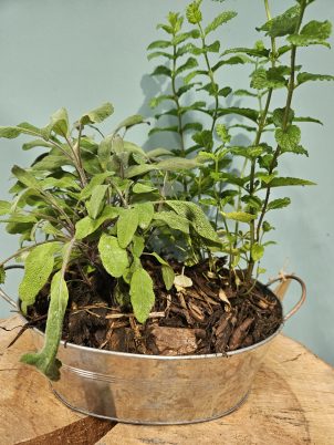 Healthy Herb Planter