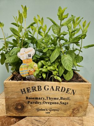 Healthy Herb Planter