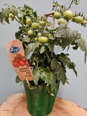 Pick and Joy Red Cherry Tomato Plant