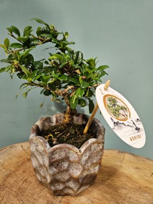 Beautiful Bonsai
