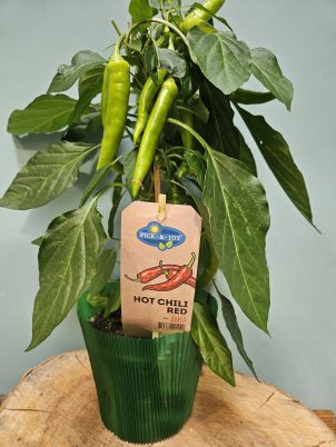 Red Hot Chilli Plant