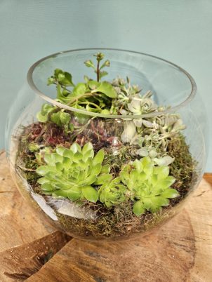 Large Glass Terrarium