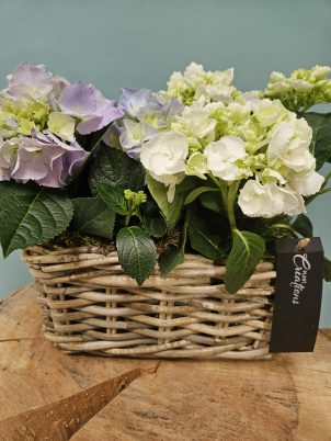Beautiful Hydrangea Basket Arrangement