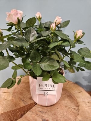 Gorgeous Indoor Rose Plant