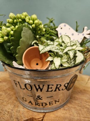 Adorable Indoor Planter Arrangement