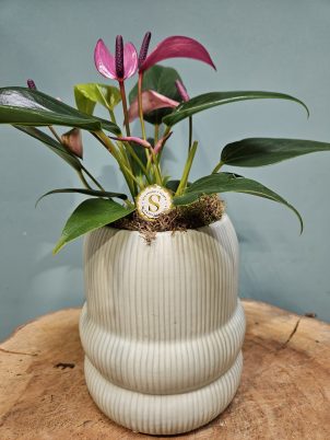 Angelic Anthurium