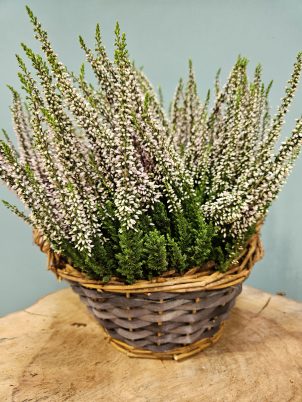 Lovely Lucky Heather Basket